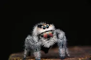 spiderman copy